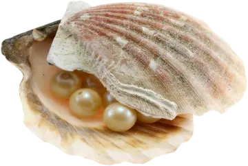 a close up of a sea shell with pearls