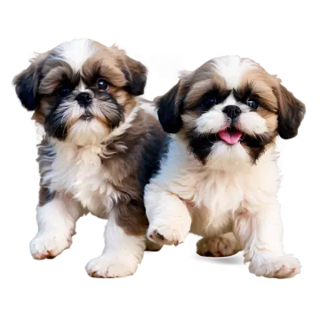 two small dogs sitting next to each other dogs