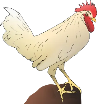 a chicken standing on top of a rock