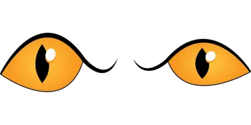 an orange cat's eyes