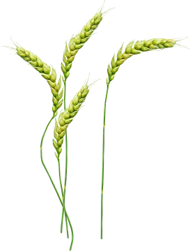 two stalks of wheat on a white background