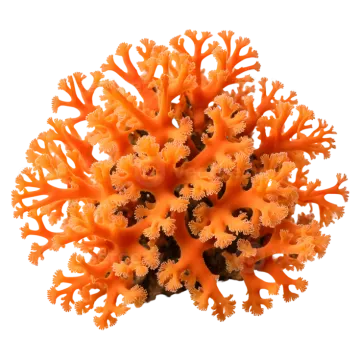 an orange coral on a white background
