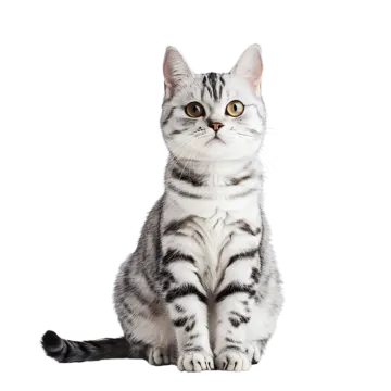 a gray and white cat sitting on the floor