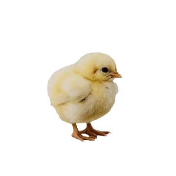 a small yellow chicken on a white background