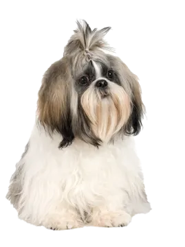 a small dog sitting down on a white surface