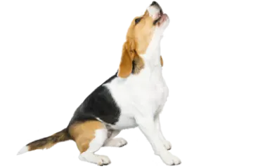 a small dog is looking up to the sky