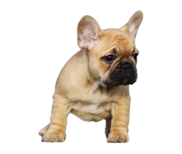 a small dog is standing on its hinds