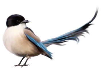 a blue and white bird with black feathers