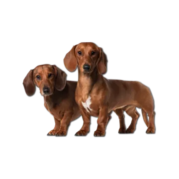 a couple of dogs standing next to each other dog