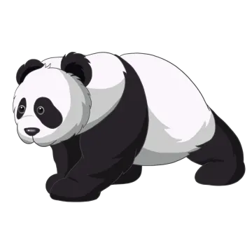 a panda bear on a white background