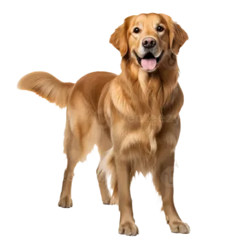 a golden retrieve dog standing on a white background