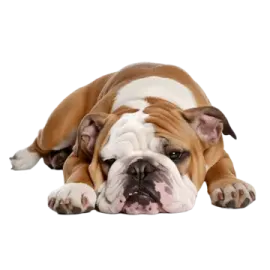 a bulldog laying down on the ground