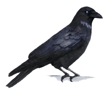 a black bird sitting on top of a white surface