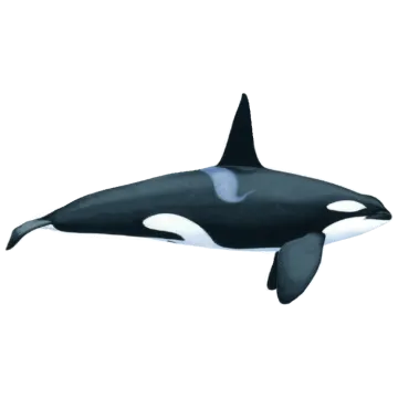 an orca whale is shown in this illustration
