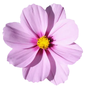 a pink flower on a white background