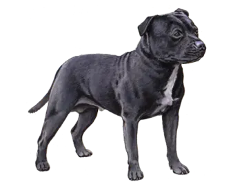 a small black dog standing on a white background