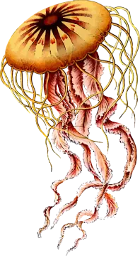 a drawing of a jellyfish