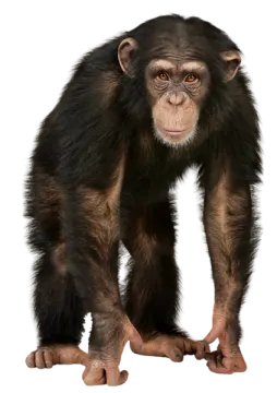 a chimpan monkey standing on its hinds