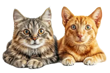 two cats laying next to each other cats
