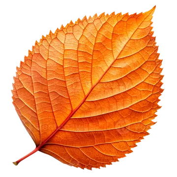 an orange leaf on a white background