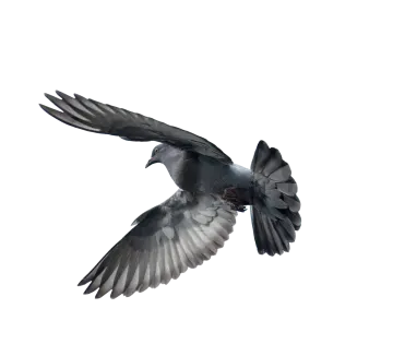 a bird is flying in the air with its wings spread