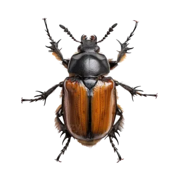 a brown beetle on a white background
