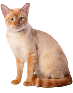a cat sitting on a white surface