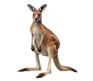 an image of a kangaroo on a white background