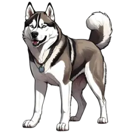 a husky dog standing in front of a white background