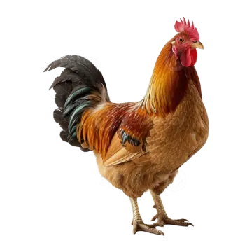 a rooster standing in front of a white background