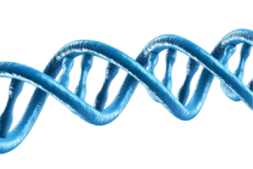 the structure of a dna molecule