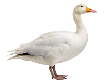 a white duck standing on the ground