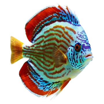 a close up of a fish on a white background