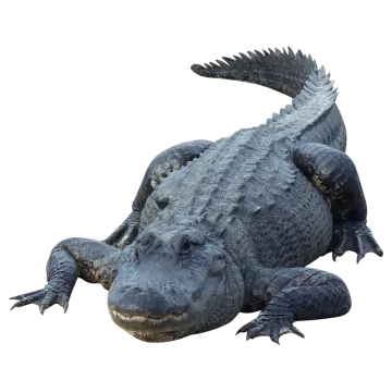 an alligator is laying down on the ground
