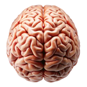 an image of a human brain