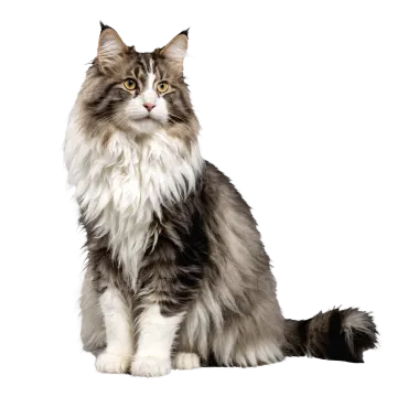 a gray and white cat sitting on the floor