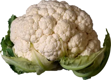 a close up of a head of caulide