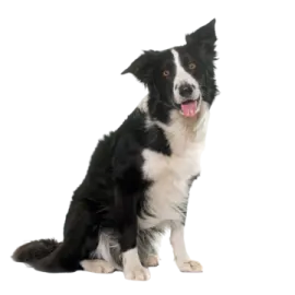 a black and white dog with its tongue out