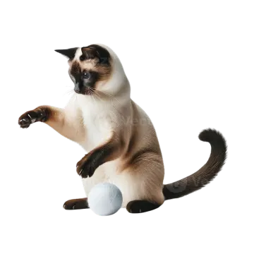 a siam cat playing with a ball