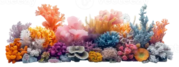 a group of corals on white background