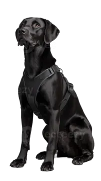 a black labrador dog sitting on a white background