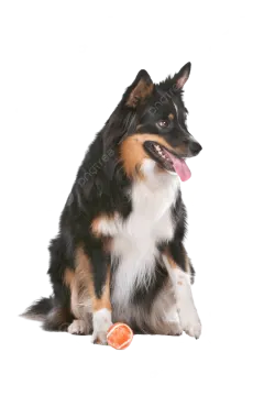a black and white dog sitting next to an orange ball