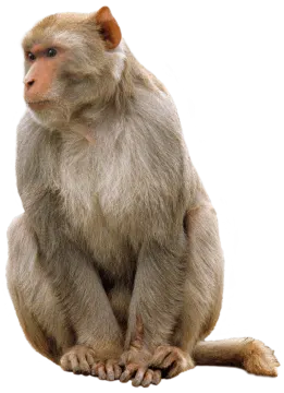 a monkey sitting on a white background