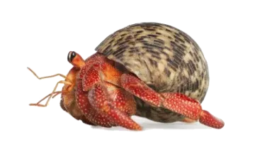 a snail on a white background