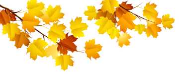 a bunch of autumn leaves on a white background