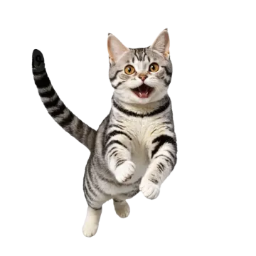 a cat is jumping in the air