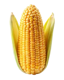 a corn on a white background