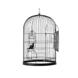 a bird in a cage on a white background