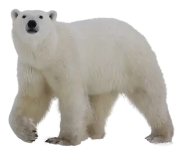 a polar bear standing in front of a white background