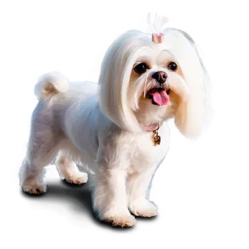 a small white dog standing on a white surface